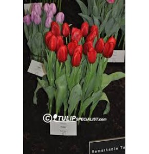 ΤΟΥΛΙΠΑ ΚΟΚΚΙΝΗ  TULPEN DELTA RED